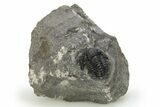 Detailed Gerastos Trilobite Fossil - Morocco #275227-2